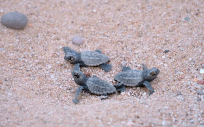 Ascienden a 84 las tortugas nacidas del nido de la playa de Mataró