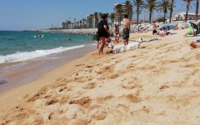 La playa para perros de Mataró ya está abierta